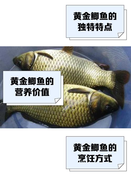 秋季釣鯽魚黃金釣位_深秋釣鯽魚怎么選釣點_蘆葦叢邊鯽魚釣位技巧