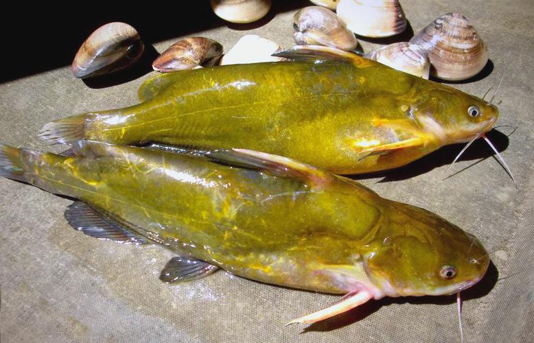 黃顙魚功效作用_黃辣丁是什么魚_黃顙魚營養價值