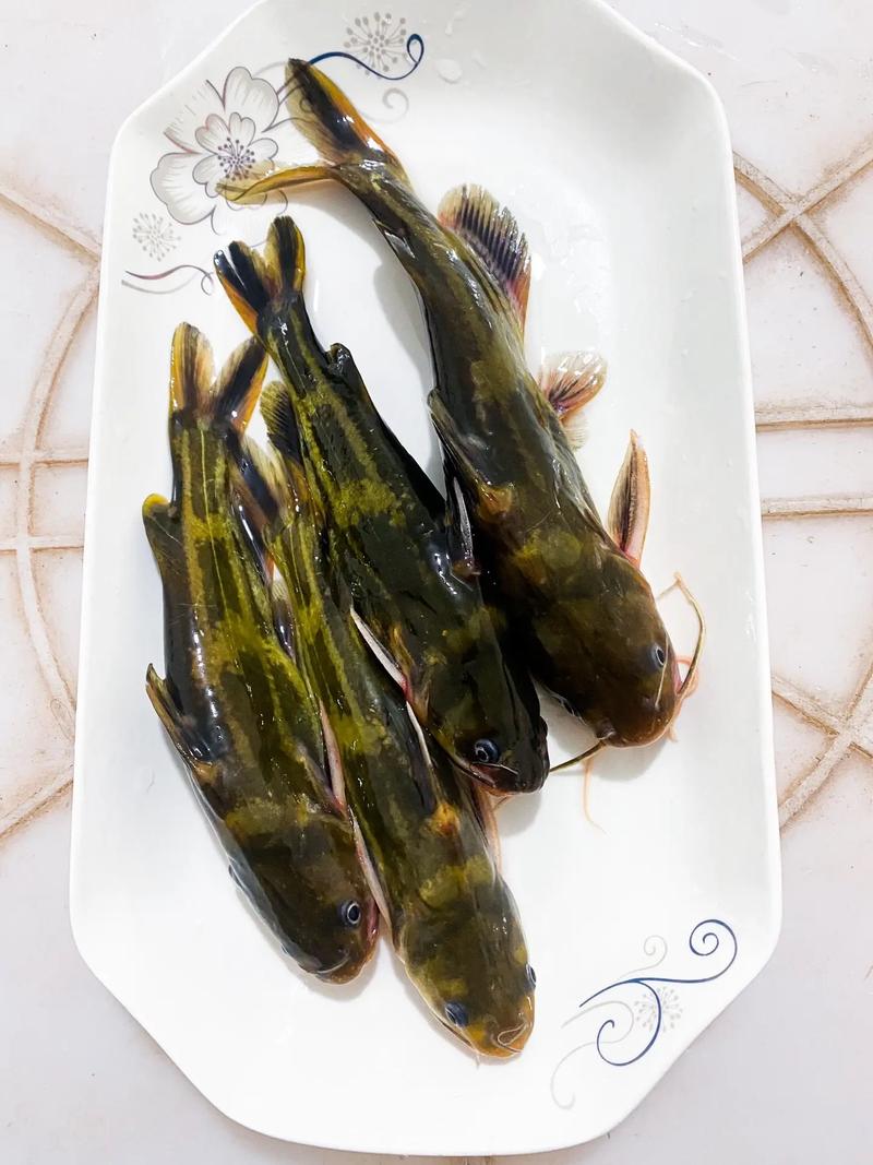 黃辣丁是什么魚_黃顙魚營養價值_黃顙魚功效作用