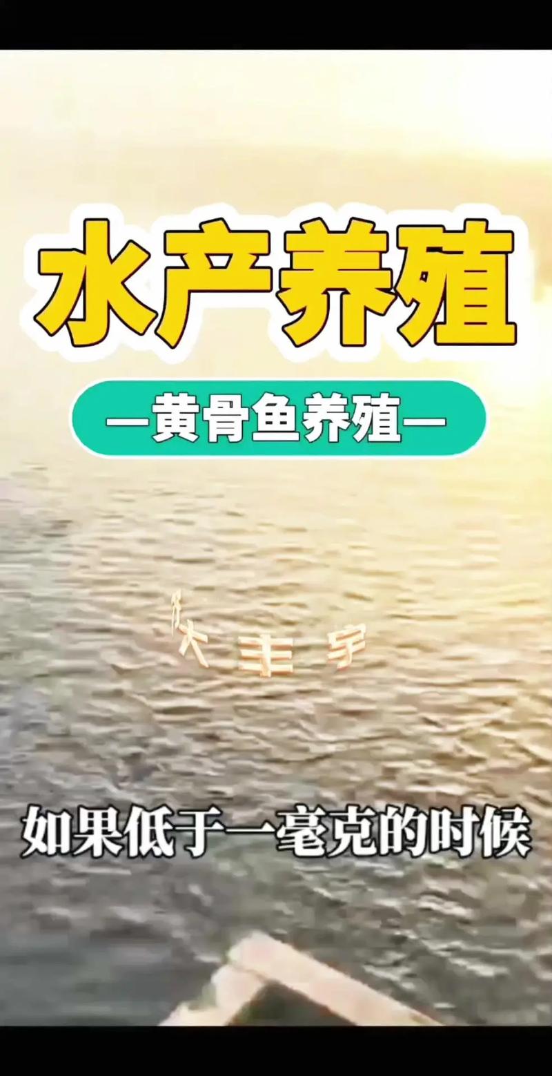 黃顙魚(黃骨魚)多少錢一斤_黃骨魚投資成本_黃骨魚養殖條件