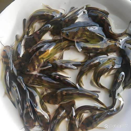 黃顙魚(黃骨魚)多少錢一斤_黃骨魚養殖條件_黃骨魚投資成本