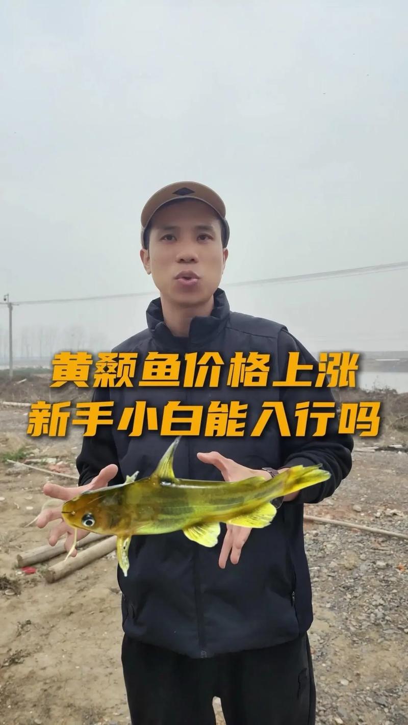 黃顙魚(黃骨魚)多少錢一斤_黃骨魚養殖條件_黃骨魚投資成本