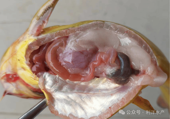 黃顙魚池塘養殖技術_黃顙魚清塘消毒方法_黃顙魚是什么魚淡水經濟魚種