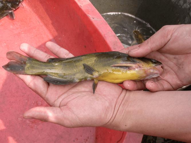 黃顙魚清塘消毒方法_黃顙魚是什么魚淡水經濟魚種_黃顙魚池塘養殖技術