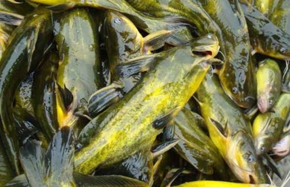 黃顙魚清塘消毒方法_黃顙魚是什么魚淡水經濟魚種_黃顙魚池塘養殖技術