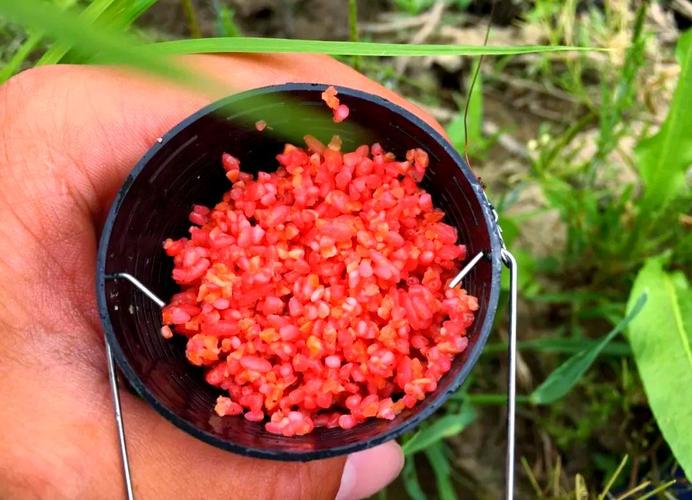 野釣鯽魚如何打窩_冬釣鯽魚酒米打窩技巧_冬季釣鯽魚酒米打窩禁忌