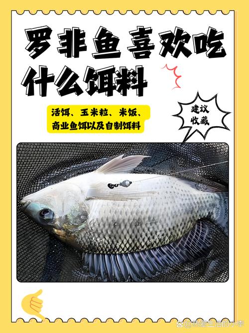 羅非魚自然餌料_羅非魚生活習性_野釣羅非魚的餌料配方