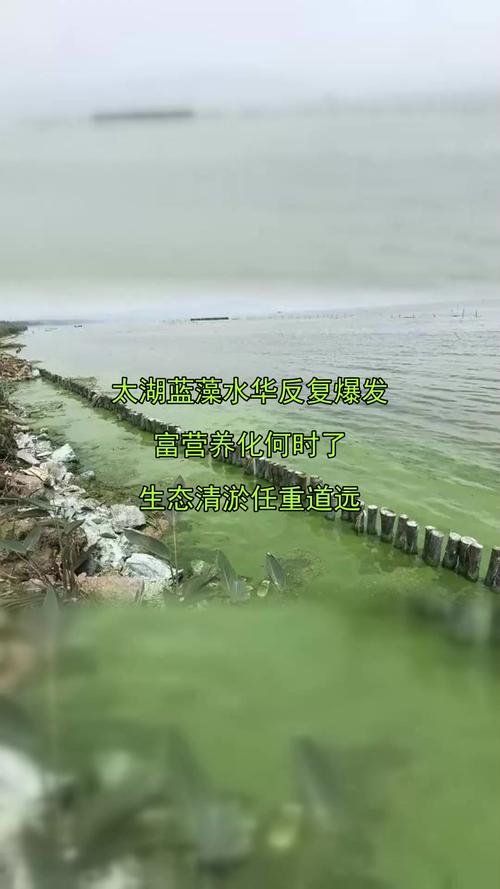 岳陽南湖水質改善_岳陽南湖_南湖藍藻治理技術