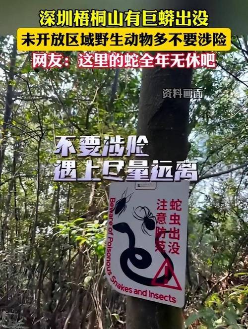 深圳梧桐山大蟒蛇_深圳梧桐山野生動物_深圳工地現50斤蟒蛇