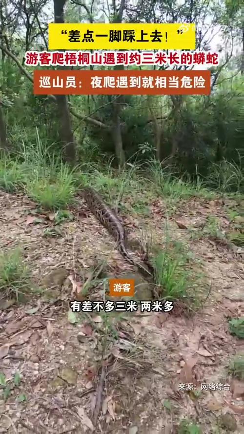 深圳梧桐山大蟒蛇_深圳工地現50斤蟒蛇_深圳梧桐山野生動物
