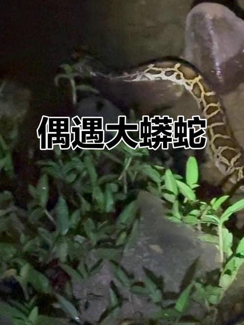 深圳梧桐山野生動物_深圳梧桐山大蟒蛇_深圳工地現50斤蟒蛇