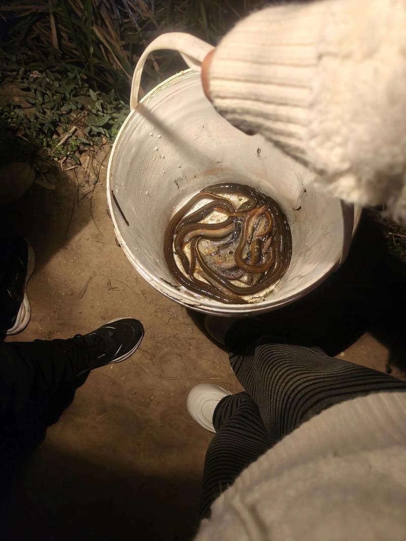 黃鱔進洞什么意思_黃鱔捕捉方法_黃鱔習性特點