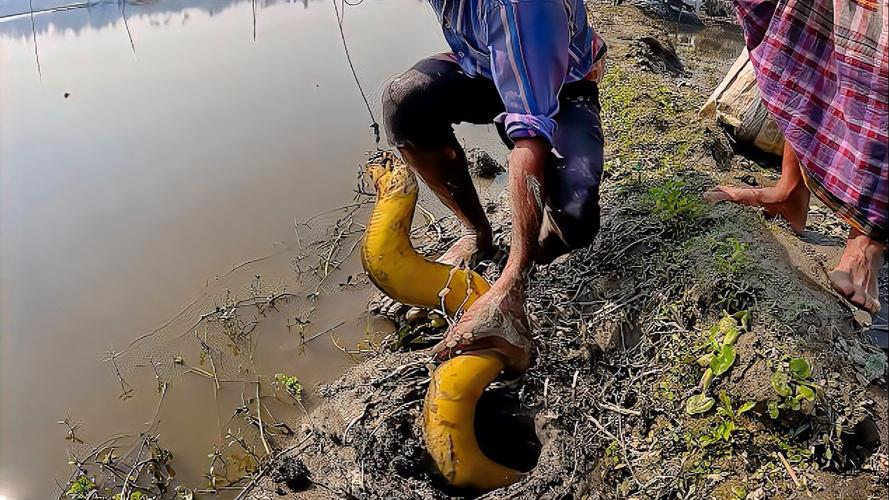 黃鱔進洞什么意思_黃鱔習性特點_黃鱔捕捉方法