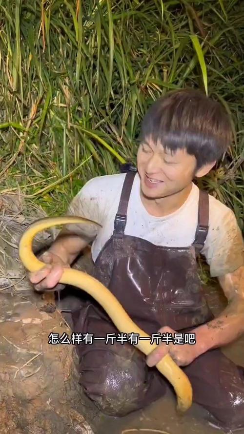 黃鱔捕捉方法_黃鱔進洞什么意思_黃鱔習性特點