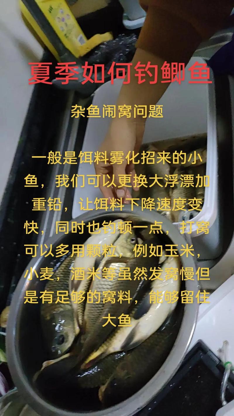 夏季水庫夜釣大鯽魚_水庫釣鯽魚技巧分析_水庫夜釣大魚技巧