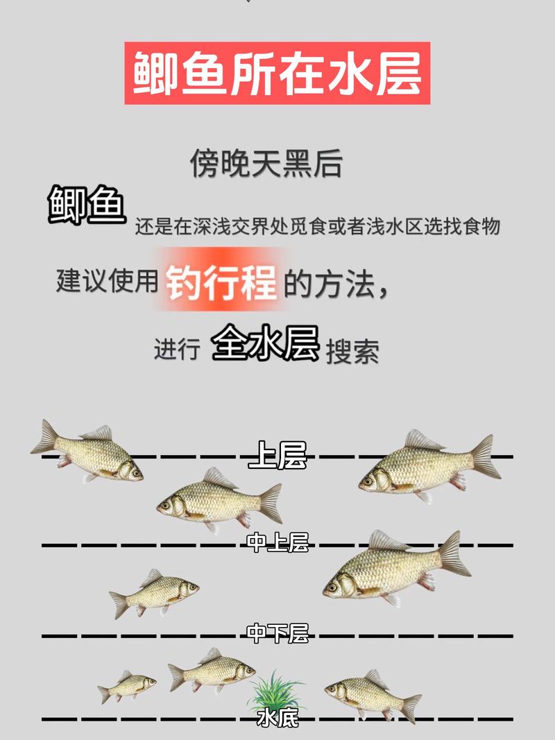 水庫夜釣大魚技巧_水庫釣鯽魚技巧分析_夏季水庫夜釣大鯽魚