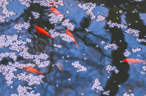 魚池APP動態壁紙_3d魚池動態屏保_錦鯉3D動態壁紙軟件