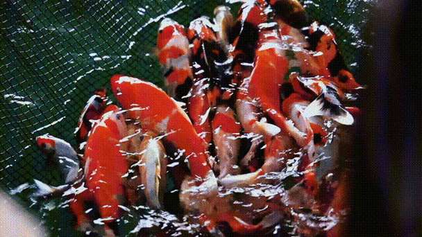 3d魚池動態屏保_錦鯉3D動態壁紙軟件_魚池APP動態壁紙