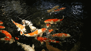 3d魚池動態屏保_魚池APP動態壁紙_錦鯉3D動態壁紙軟件