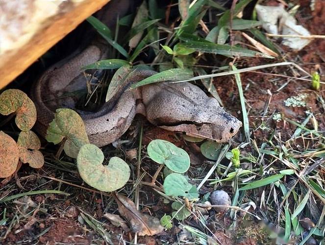 深圳龍崗區大蟒蛇事件_深圳一工地現50斤大蟒蛇_深圳發現網紋蟒蛇消防處置