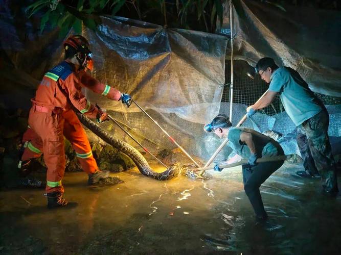 深圳發現網紋蟒蛇消防處置_深圳龍崗區大蟒蛇事件_深圳一工地現50斤大蟒蛇