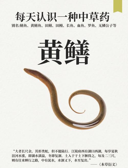 黃鱔不同地區口碑差異_黃鱔是不是魚類_黃鱔在中國與日本的待遇對比