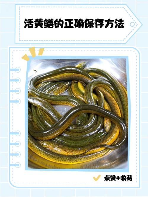 保護動物的措施 建立自然保護區_黃鱔不是保護動物 法律依據_黃鱔是不是魚類