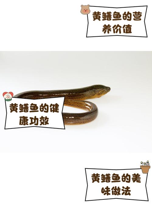 黃鱔不是保護動物 法律依據_黃鱔是不是魚類_保護動物的措施 建立自然保護區