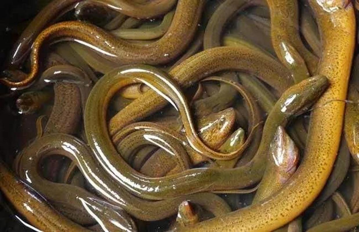 黃鱔是雌雄同體嗎_生蠔雌雄交替_海鮮性別變化