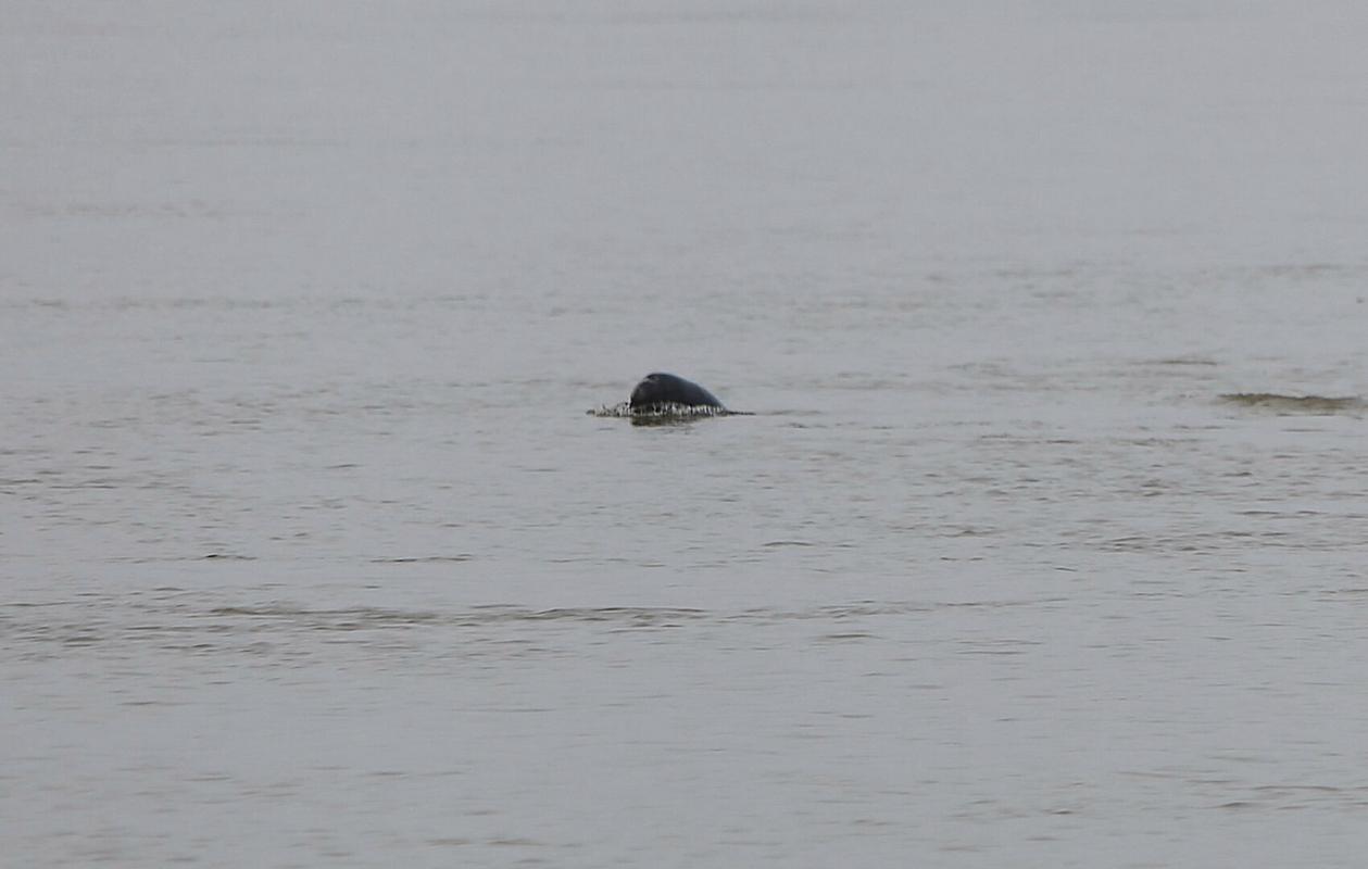 用網釣魚視頻_中漁網釣魚視頻_垂釣式漁網使用視頻