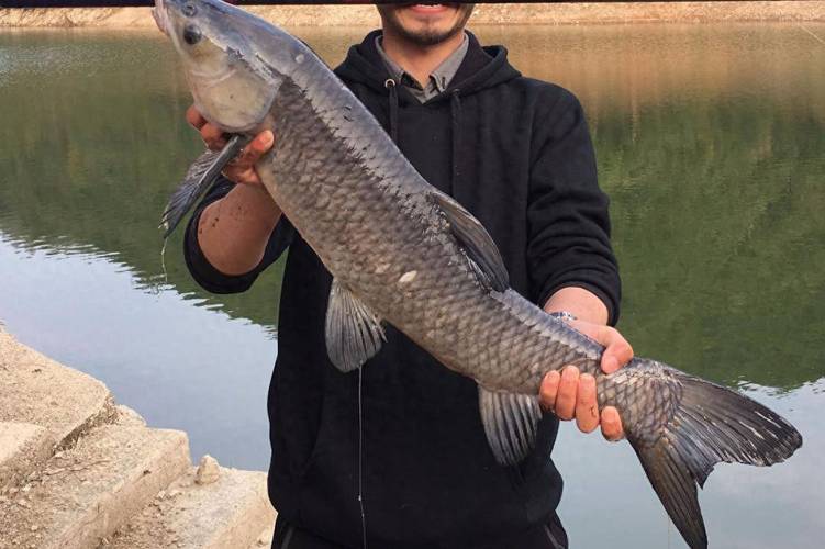 淡水魚類大全名稱圖片_中國四大家魚特點_青魚草魚鰱鳙介紹