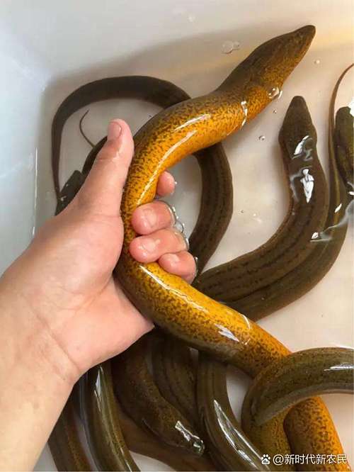 黃鱔稻田養殖方法_稻田養殖黃鱔技術_黃鱔養殖利潤和成本怎么算