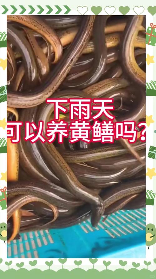 稻田養殖黃鱔技術_黃鱔養殖利潤和成本怎么算_黃鱔稻田養殖方法