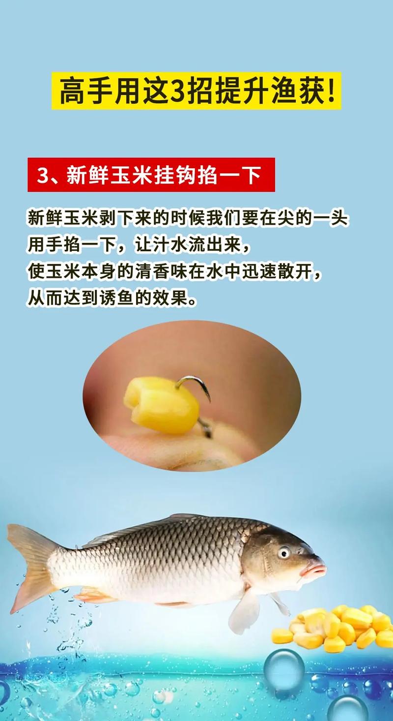 玉米釣草魚絕招_草魚竿型選用_草魚攝食習性