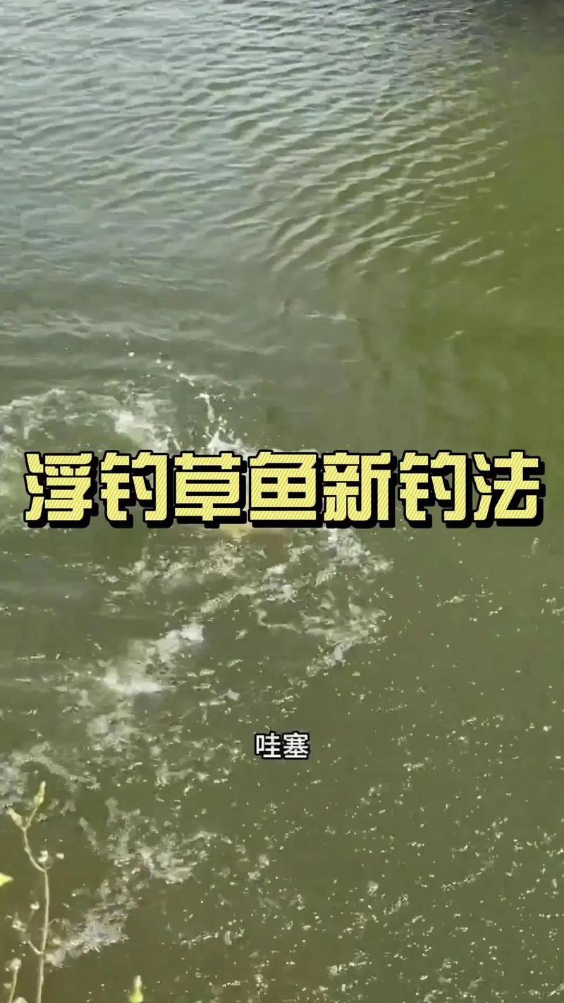釣草魚技巧_怎樣釣草魚_草魚最佳釣時和天氣