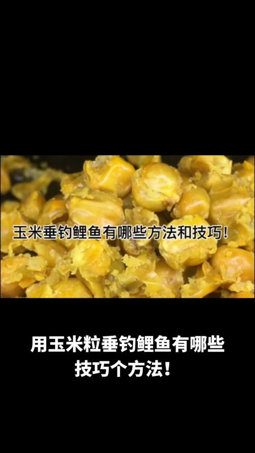玉米釣鯉魚絕招_玉米可以釣魚嗎_魚喜歡吃玉米餌料嗎