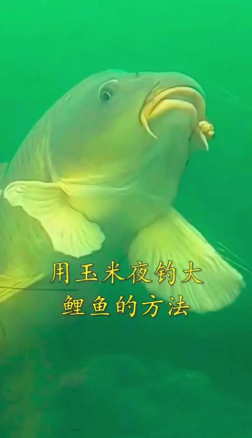 玉米可以釣魚嗎_玉米釣鯉魚絕招_魚喜歡吃玉米餌料嗎