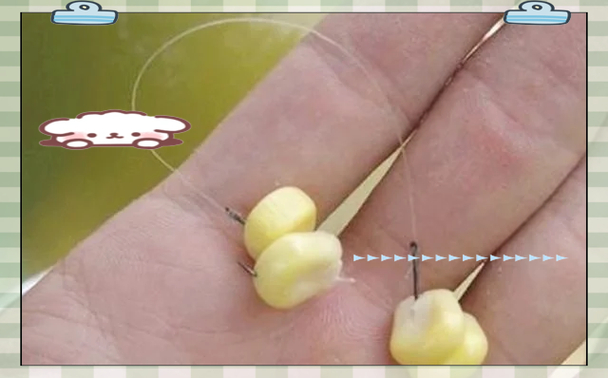 玉米釣鯉魚絕招?_釣玉米絕招鯉魚視頻_玉米釣鯉魚技巧