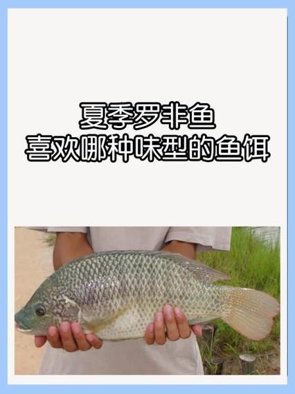 夜晚路亞野釣羅非魚技巧_路亞野釣羅非魚裝備選擇_羅非魚的習性、釣點、魚餌配方和釣法