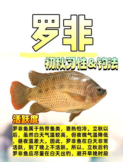 羅非魚釣點選擇_羅非魚的習性、釣點、魚餌配方和釣法-好釣魚_釣羅非魚技巧