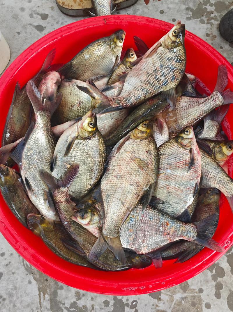 玉米黑坑釣草魚技巧?_草魚酒米制作步驟_釣草魚中藥酒配方