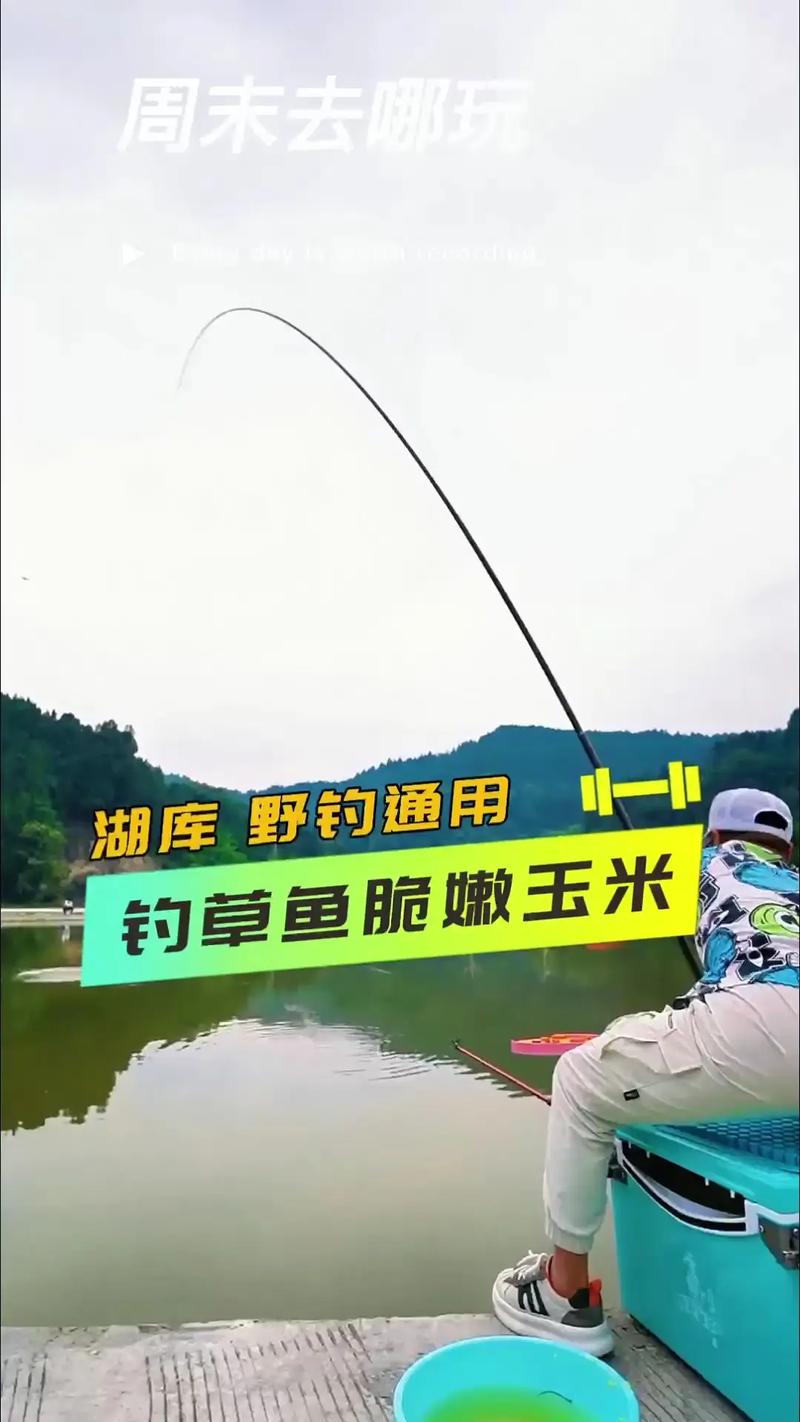 釣草魚中藥酒配方_玉米黑坑釣草魚技巧?_草魚酒米制作步驟