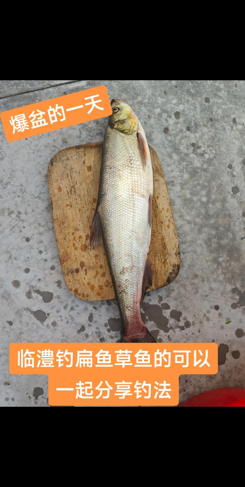 釣草魚中藥酒配方_草魚酒米制作步驟_玉米黑坑釣草魚技巧?
