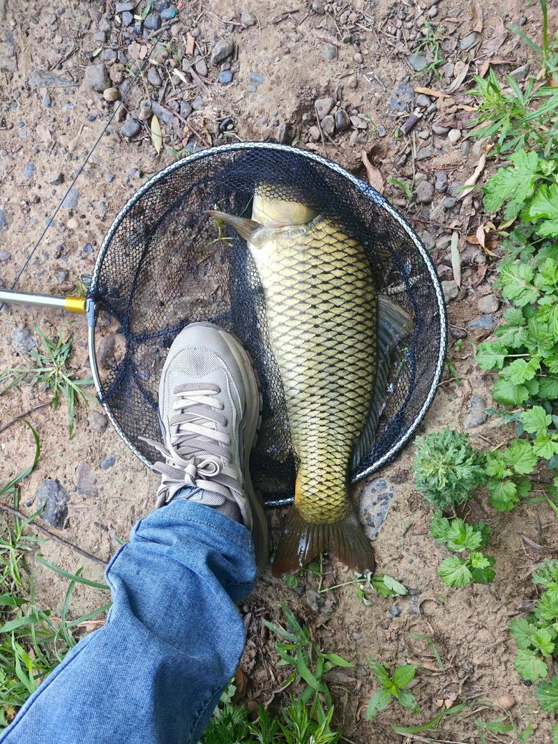 釣3到5斤鯉魚線組搭配_伊勢尼魚鉤搭配尼龍線_釣4-5斤鯉魚用什么鉤線