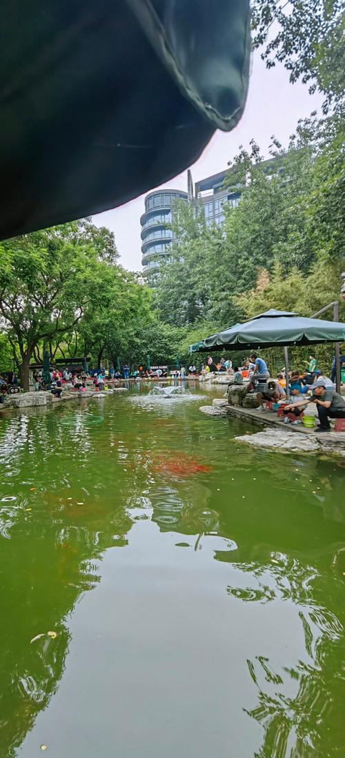 石家莊勝利公園_勝利公園釣魚_石家莊釣魚