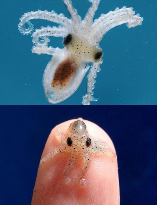 章魚功效作用_章魚毒性歸經_章魚是魚類嗎