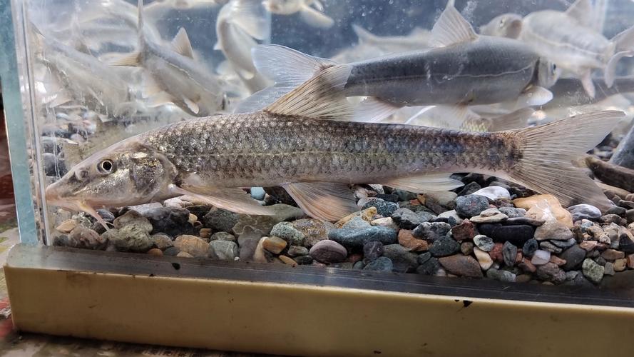 黃河鱽魚生態恢復_黃河鱽魚洄游習性_黃河鱽魚圖片