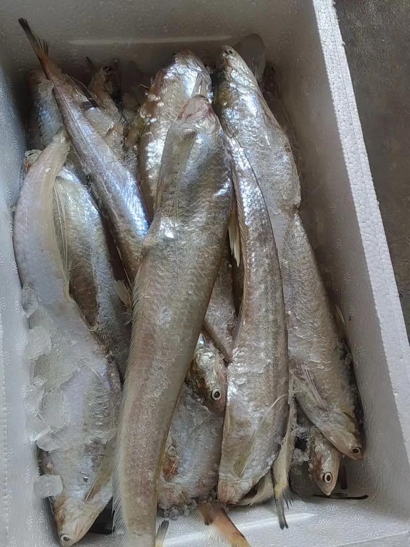 黃河鱽魚生態恢復_黃河鱽魚圖片_黃河鱽魚洄游習性