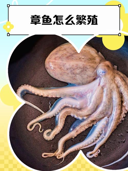 章魚毒性歸經_章魚是魚類嗎_章魚功效作用