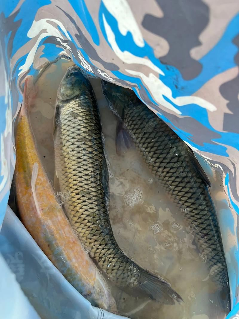 玉米面冬季釣魚怎么做?_釣鯉魚餌料配方 冬季釣魚技巧_玉米面窩頭餌料釣鯉魚